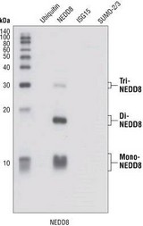 NEDD8 Antibody - Western blot of NEDD8