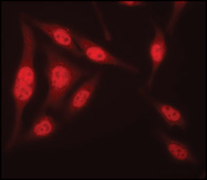NEDD8 Antibody - Immunofluorescence of paraformaldehyde-fixed HeLa cells