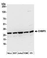 NEDF / VPS24 Antibody - Detection of human and mouse CHMP3 by western blot. Samples: Whole cell lysate (50 µg) from HeLa, HEK293T, Jurkat, mouse TCMK-1, and mouse NIH 3T3 cells prepared using NETN lysis buffer. Antibody: Affinity purified rabbit anti-CHMP3 antibody used for WB at 0.1 µg/ml. Detection: Chemiluminescence with an exposure time of 30 seconds.