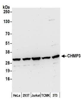 NEDF / VPS24 Antibody - Detection of human and mouse CHMP3 by western blot. Samples: Whole cell lysate (50 µg) from HeLa, HEK293T, Jurkat, mouse TCMK-1, and mouse NIH 3T3 cells prepared using NETN lysis buffer. Antibody: Affinity purified rabbit anti-CHMP3 antibody used for WB at 0.1 µg/ml. Detection: Chemiluminescence with an exposure time of 30 seconds.