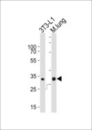 NEDF / VPS24 Antibody - Western blot of lysates from mouse 3T3-L1 cell line and mouse lung tissue (from left to right), using CHMP3 antibody diluted at 1:1000 at each lane. A goat anti-rabbit IgG H&L (HRP) at 1:10000 dilution was used as the secondary antibody. Lysates at 20 ug per lane.