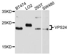 NEDF / VPS24 Antibody - Western blot analysis of extracts of various cell lines, using VPS24 antibody at 1:1000 dilution. The secondary antibody used was an HRP Goat Anti-Rabbit IgG (H+L) at 1:10000 dilution. Lysates were loaded 25ug per lane and 3% nonfat dry milk in TBST was used for blocking. An ECL Kit was used for detection and the exposure time was 20s.