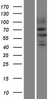NEDL2 / HECW2 Protein - Western validation with an anti-DDK antibody * L: Control HEK293 lysate R: Over-expression lysate