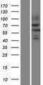 NEDL2 / HECW2 Protein - Western validation with an anti-DDK antibody * L: Control HEK293 lysate R: Over-expression lysate