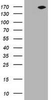 NEFH / NF-H Antibody - HEK293T cells were transfected with the pCMV6-ENTRY control. (Left lane) or pCMV6-ENTRY NEFH. (Right lane) cDNA for 48 hrs and lysed. Equivalent amounts of cell lysates. (5 ug per lane) were separated by SDS-PAGE and immunoblotted with anti-NEFH.