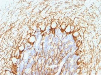 NEFH / NF-H Antibody - Formalin-fixed, paraffin-embedded human cerebellum stained with NF-H antibody (NE14).  This image was taken for the unmodified form of this product. Other forms have not been tested.