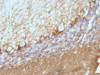 NEFH / NF-H Antibody - Formalin-fixed, paraffin-embedded rat cerebellum stained with NF-H antibody (NE14).  This image was taken for the unmodified form of this product. Other forms have not been tested.