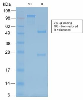 NEFH / NF-H Antibody - SDS-PAGE Analysis Purified Neurofilament Mouse Recombinant Monoclonal Antibody (rNF421). Confirmation of Purity and Integrity of Antibody.