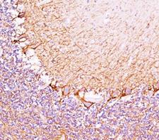 NEFH / NF-H Antibody - Neurofilament Heavy antibody RT97 immunohistochemistry cerebellum.  This image was taken for the unmodified form of this product. Other forms have not been tested.