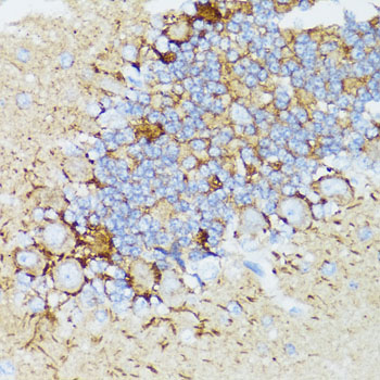 NEFH / NF-H Antibody - Immunohistochemistry of paraffin-embedded rat cerebellum tissue.