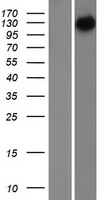 NEFH / NF-H Protein - Western validation with an anti-DDK antibody * L: Control HEK293 lysate R: Over-expression lysate