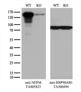 NEFM / NF-M Antibody - Equivalent amounts of cell lysates  and NEFM-Knockout 293T cells  were separated by SDS-PAGE and immunoblotted with anti-NEFM monoclonal antibody(1:5000). Then the blotted membrane was stripped and reprobed with anti-HSP90AB1 antibody  as a loading control.
