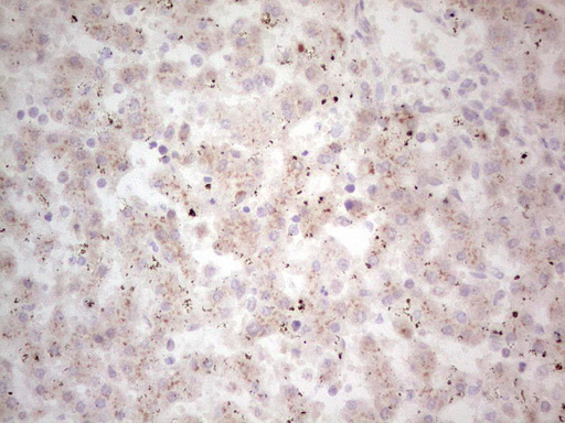NEFM / NF-M Antibody - Immunohistochemical staining of paraffin-embedded Human embryonic liver tissue using anti-NEFM mouse monoclonal antibody. (Heat-induced epitope retrieval by 1 mM EDTA in 10mM Tris, pH8.5, 120C for 3min,
