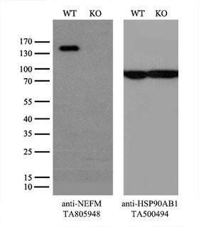 NEFM / NF-M Antibody - Equivalent amounts of cell lysates  and NEFM-Knockout 293T cells  were separated by SDS-PAGE and immunoblotted with anti-NEFM monoclonal antibody(1:500). Then the blotted membrane was stripped and reprobed with anti-HSP90AB1 antibody  as a loading control.