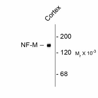 NEFM / NF-M Antibody - Western blot of rat cortex lysate showing specific immunolabeling of the ~145k NF-M protein.