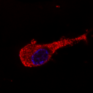 NEFM / NF-M Antibody - Immunofluorescence staining of neurofilament medium protein in murine Neuro2A cells by antibody NF-09 conjugated with Dyomics 547 (red). DNA stained by Hoechst (blue).