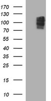 NEFM / NF-M Antibody - HEK293T cells were transfected with the pCMV6-ENTRY control (Left lane) or pCMV6-ENTRY NEFM (Right lane) cDNA for 48 hrs and lysed. Equivalent amounts of cell lysates (5 ug per lane) were separated by SDS-PAGE and immunoblotted with anti-NEFM.