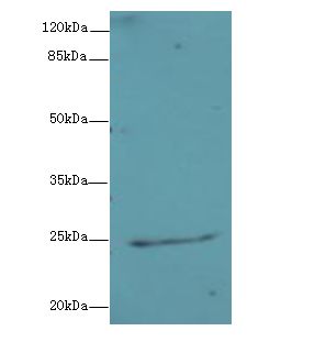 NEGR1 / Neurotractin Antibody - Western blot. All lanes: NEGR1 antibody at 4 ug/ml+ U87 whole cell lysate Goat polyclonal to rabbit at 1:10000 dilution. Predicted band size: 25 kDa. Observed band size: 25 kDa.