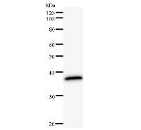 NEI3 / NEIL3 Antibody - Western blot analysis of immunized recombinant protein, using anti-NEIL3 monoclonal antibody.