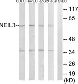 NEI3 / NEIL3 Antibody - Western blot analysis of extracts from COLO cells, HUVEC cells, HepG2 cells and HeLa cells, using NEIL3 antibody.