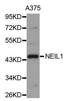NEIL1 Antibody - Western blot analysis of extracts of A375 cells.
