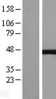 NEIL1 Protein - Western validation with an anti-DDK antibody * L: Control HEK293 lysate R: Over-expression lysate