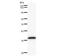 NEIL2 Antibody - Western blot analysis of immunized recombinant protein, using anti-NEIL2 monoclonal antibody.