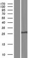 NEIL2 Protein - Western validation with an anti-DDK antibody * L: Control HEK293 lysate R: Over-expression lysate