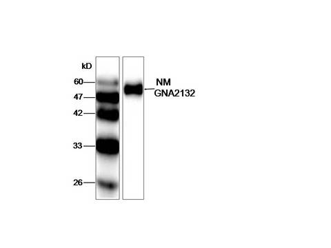 Neisseria meningitidis gna2132 Antibody