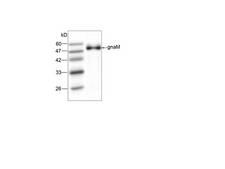 Neisseria meningitidis gna2132 Antibody