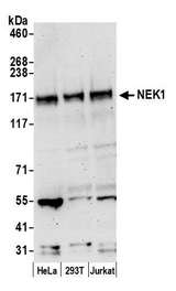 NEK1 Antibody - Detection of human NEK1 by western blot. Samples: Whole cell lysate (50 µg) from HeLa, HEK293T, and Jurkat cells prepared using NETN lysis buffer. Antibody: Affinity purified rabbit anti-NEK1 antibody used for WB at 0.1 µg/ml. Detection: Chemiluminescence with an exposure time of 3 minutes.