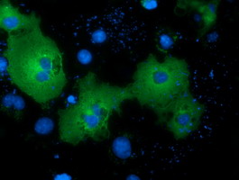 NEK11 Antibody - Anti-NEK11 mouse monoclonal antibody  immunofluorescent staining of COS7 cells transiently transfected by pCMV6-ENTRY NEK11.