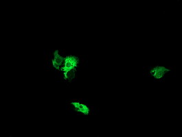 NEK11 Antibody - Anti-NEK11 mouse monoclonal antibody immunofluorescent staining of COS7 cells transiently transfected by pCMV6-ENTRY NEK11.