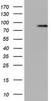 NEK11 Antibody - HEK293T cells were transfected with the pCMV6-ENTRY control (Left lane) or pCMV6-ENTRY NEK11 (Right lane) cDNA for 48 hrs and lysed. Equivalent amounts of cell lysates (5 ug per lane) were separated by SDS-PAGE and immunoblotted with anti-NEK11.