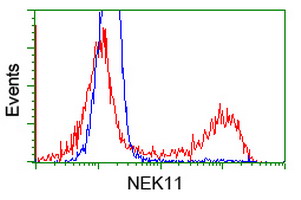 NEK11 Antibody - HEK293T cells transfected with either overexpress plasmid (Red) or empty vector control plasmid (Blue) were immunostained by anti-NEK11 antibody, and then analyzed by flow cytometry.