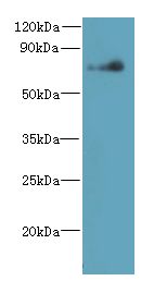 NEK11 Antibody - Western blot. All lanes: NEK11 antibody at 7 ug/ml+ HeLa whole cell lysate Goat polyclonal to rabbit at 1:10000 dilution. Predicted band size: 74 kDa. Observed band size: 74 kDa.