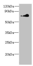 NEK11 Antibody - Western blot All lanes: NEK11 antibody at 7µg/ml + Hela whole cell lysate Secondary Goat polyclonal to rabbit IgG at 1/10000 dilution Predicted band size: 75, 55, 56, 69 kDa Observed band size: 75 kDa