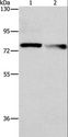 NEK11 Antibody - Western blot analysis of A549 and 231 cell, using NEK11 Polyclonal Antibody at dilution of 1:1000.