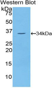 NEK2 Antibody - Western blot of recombinant NEK2.  This image was taken for the unconjugated form of this product. Other forms have not been tested.