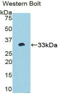 NEK2 Antibody - Western blot of recombinant NEK2.  This image was taken for the unconjugated form of this product. Other forms have not been tested.