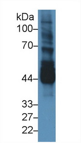 NEK2 Antibody - Western Blot; Sample: Mouse Testis lysate; Primary Ab: 3µg/ml Rabbit Anti-Mouse NEK2 Antibody Second Ab: 0.2µg/mL HRP-Linked Caprine Anti-Rabbit IgG Polyclonal Antibody