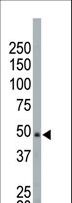 NEK2 Antibody - The anti-NEK2 antibody is used in Western blot to detect NEK2 in HeLa cell lysate.