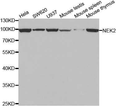 NEK2 Antibody - Western blot analysis of extracts of various cell lines, using NEK2 antibody.