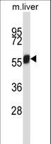 NEK3 Antibody - Mouse Nek3 Antibody western blot of mouse liver tissue lysates (35 ug/lane). The Nek3 antibody detected the Nek3 protein (arrow).
