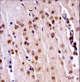 NEK3 Antibody - Mouse Nek3 Antibody immunohistochemistry of formalin-fixed and paraffin-embedded mouse brain tissue followed by peroxidase-conjugated secondary antibody and DAB staining.