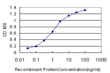 NEK3 Antibody - Detection limit for recombinant GST tagged NEK3 is approximately 0.03 ng/ml as a capture antibody.