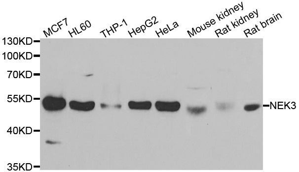 NEK3 Antibody - Western blot analysis of extracts of various cell lines.