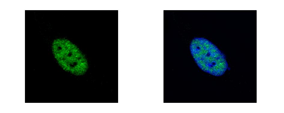 NEK4 Antibody - NEK4 antibody [N2C1], Internal detects NEK4 protein at nucleus by confocal immunofluorescent analysis. HeLa cells were fixed in ice-cold MeOH for 15 min. NEK4 protein stained by NEK4 antibody [N2C1], Internal diluted at 1:500. 