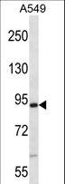 NEK4 Antibody - Mouse Nek4 Antibody western blot of A549 cell line lysates (35 ug/lane). The Nek4 antibody detected the Nek4 protein (arrow).
