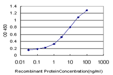 NEK4 Antibody - Detection limit for recombinant GST tagged NEK4 is approximately 0.3 ng/ml as a capture antibody.
